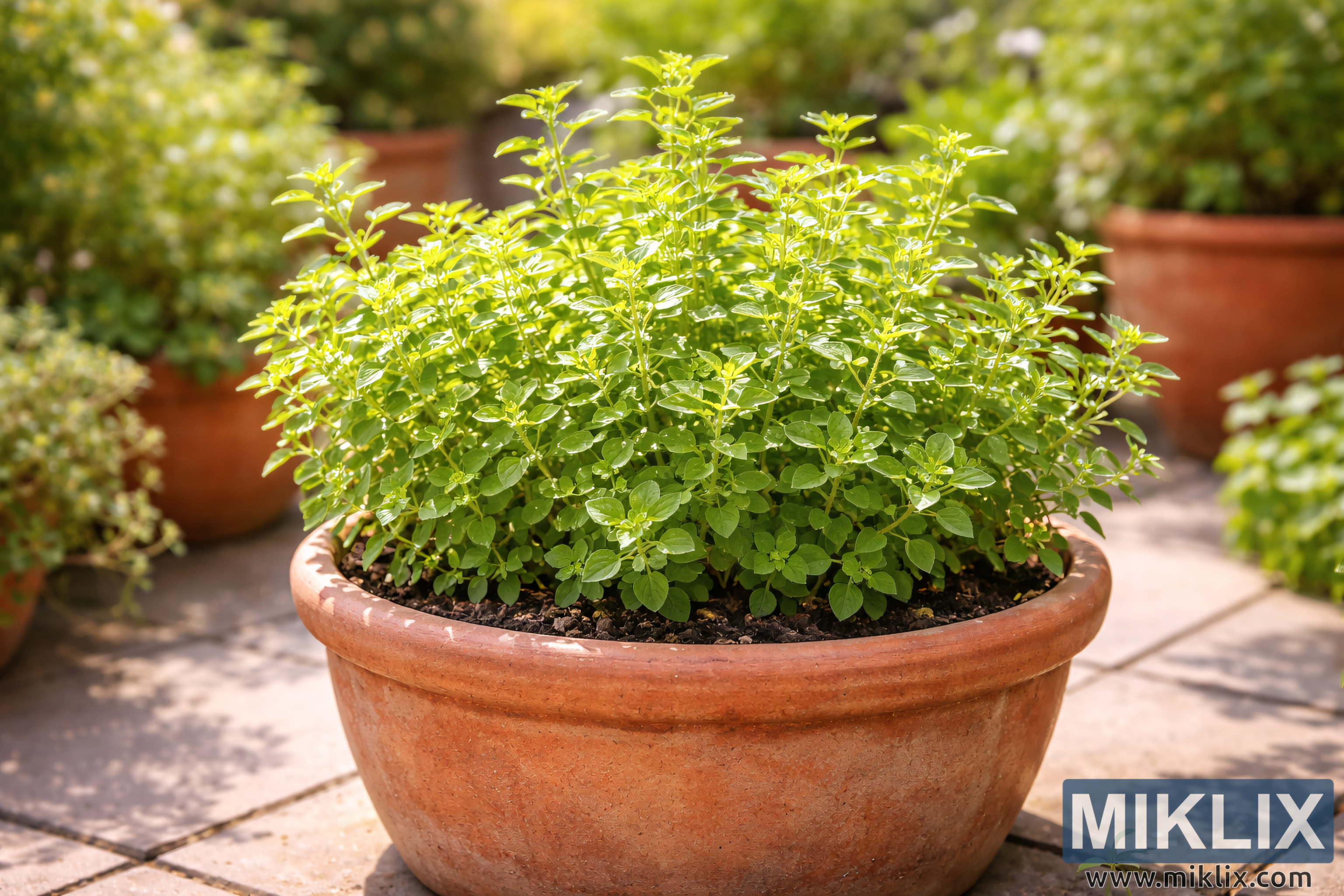 Image: Oregano Plant in a Terracotta Pot on a Sunny Patio - Miklix