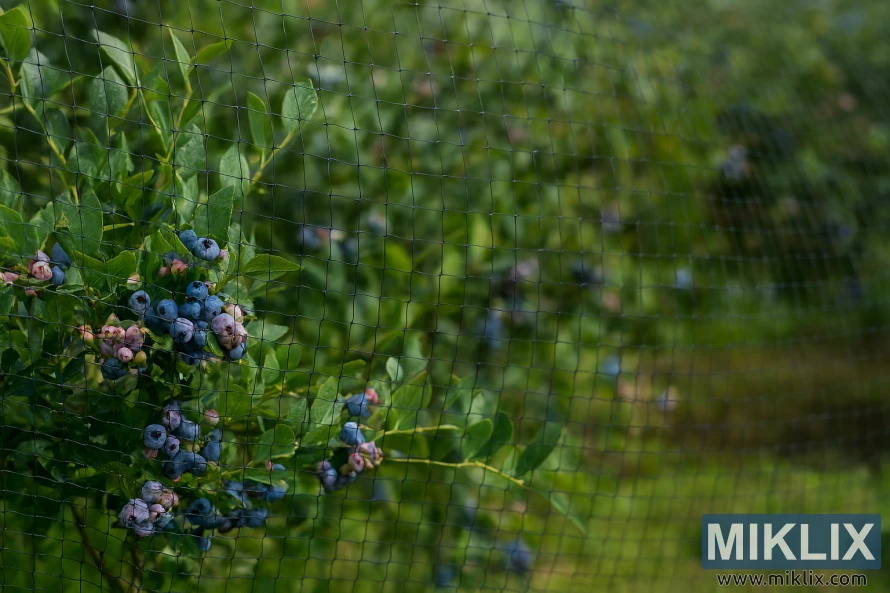 Protective bird netting covering ripe blueberry bushes in a lush garden setting