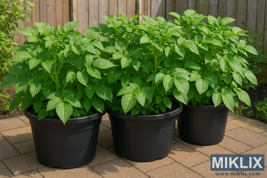 Three black containers with lush green potato plants on a sunlit patio