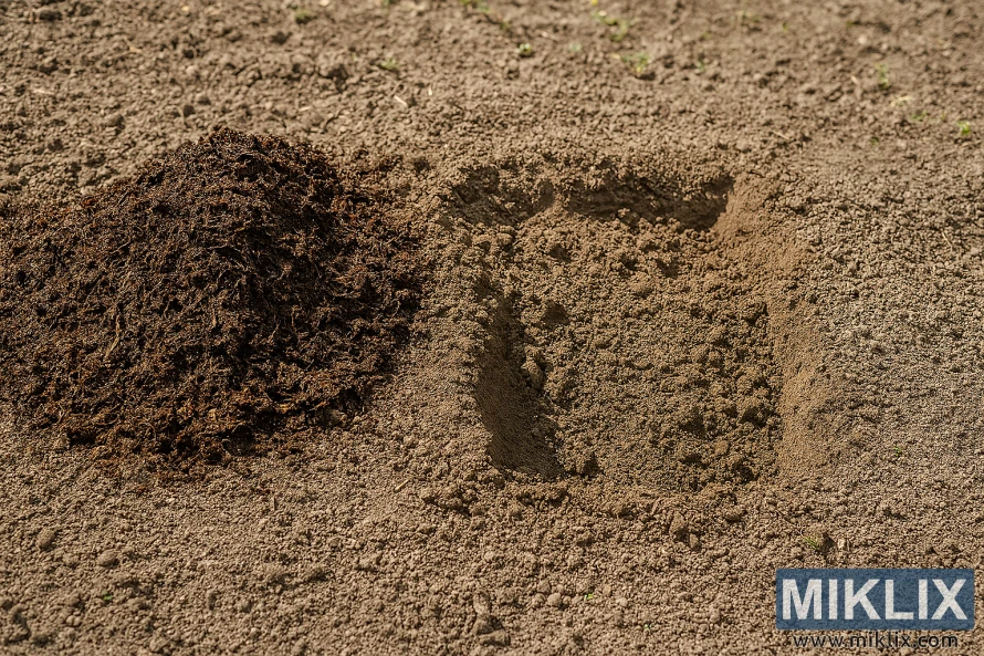 Landscape view of garden soil with compost being mixed in for honeyberry planting Landscape view of garden soil with compost being mixed in for honeyberry planting