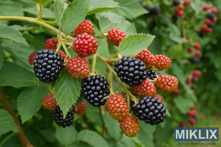 Prinokusios ir nokstančios gervuogės, augančios ant sumedėjusių antramečių florikano vaisiaus augalo stiebų, apsuptos žalių lapų. Prinokusios ir nokstančios gervuogės, augančios ant sumedėjusių antramečių florikano vaisiaus augalo stiebų, apsuptos žalių lapų.