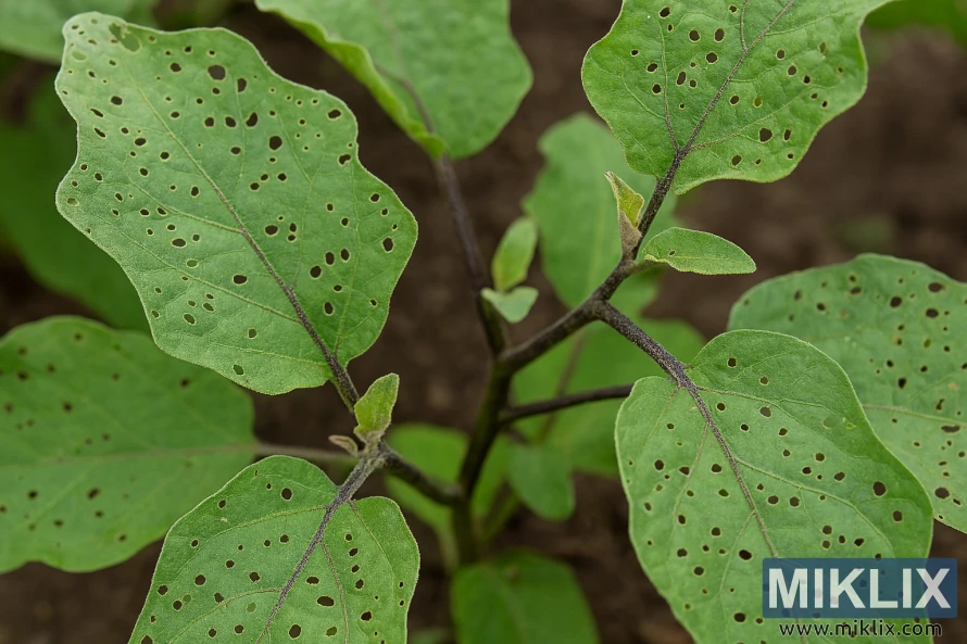 Close-up of eggplant leaves showing small holes caused by flea beetle feeding