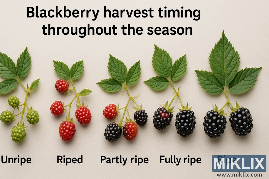 Gervuogių šakų eilė, rodanti etapus nuo neprinokusių žalių iki visiškai prinokusių juodų uogų, pažymėtų taip, kad iliustruotų derliaus nuėmimo laiką. Gervuogių šakų eilė, rodanti etapus nuo neprinokusių žalių iki visiškai prinokusių juodų uogų, pažymėtų taip, kad iliustruotų derliaus nuėmimo laiką.