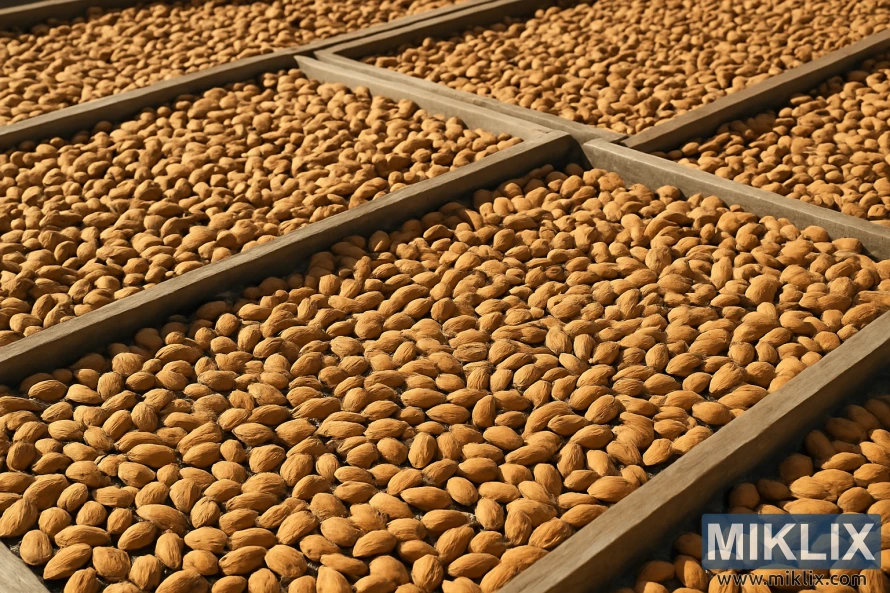 Fileiras de amêndoas colhidas a secar em grandes caixas de madeira ao ar livre. Fileiras de amêndoas colhidas a secar em grandes caixas de madeira ao ar livre.