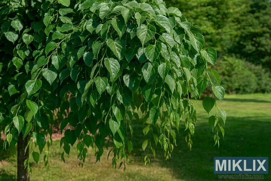 Krimlind i en hage, med blanke grønne blader og grasiøst hengende grentupper