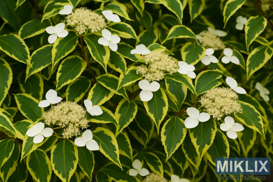 Miranda climbing hydrangea with variegated green and yellow leaves and white lacecap flowers.
