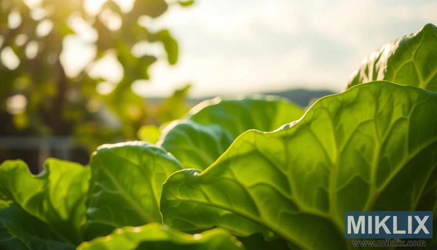 Primer pla de fulles de col verda fresca amb venes visibles en una llum càlida i suau. Primer pla de fulles de col verda fresca amb venes visibles en una llum càlida i suau.