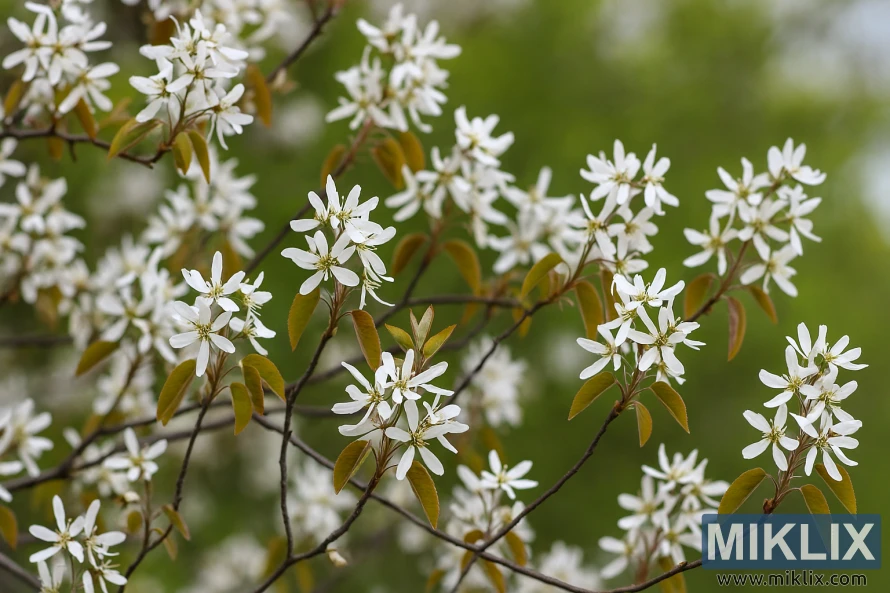 Downy Serviceberry tree with white blossoms and emerging golden-green leaves in springtime. Downy Serviceberry tree with white blossoms and emerging golden-green leaves in springtime.