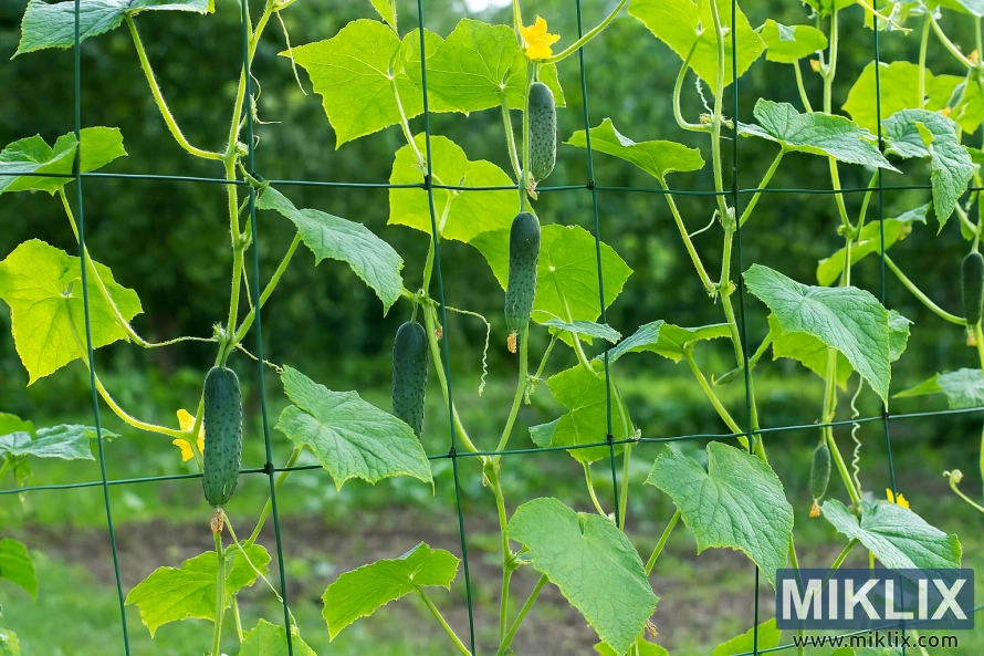 Cucumber plants climbing a green wire trellis in a lush garden