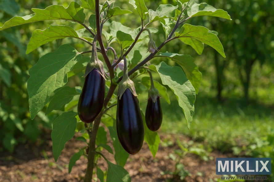 Eggplant plant with glossy purple fruits hanging from branches in a sunlit garden
