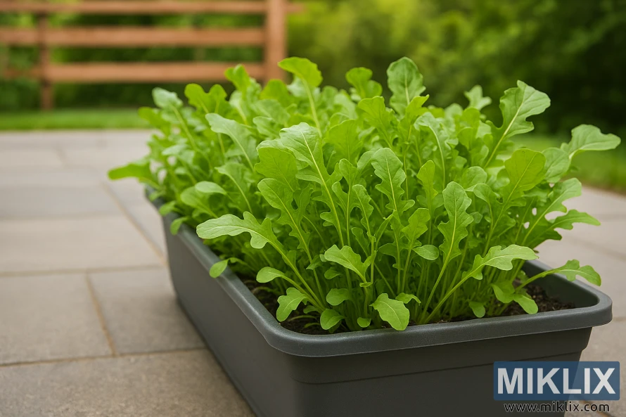Lush arugula growing in a gray container on a sunlit patio