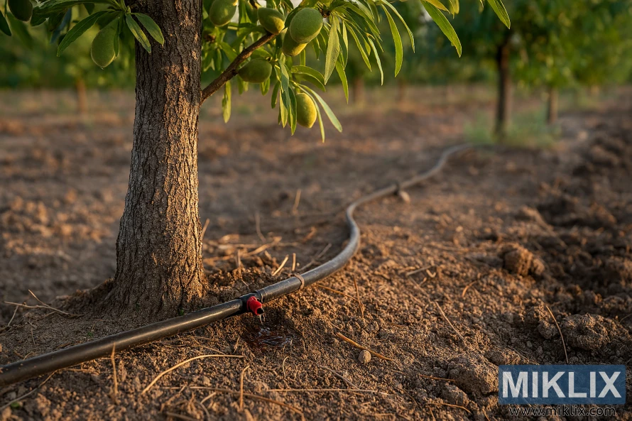 Plano aproximado da amendoeira com tubo de irrigação por gotejamento e emissor vermelho em solo seco Plano aproximado da amendoeira com tubo de irrigação por gotejamento e emissor vermelho em solo seco
