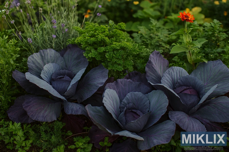 Red cabbage growing among herbs and flowers in a mixed garden bed