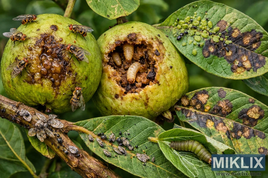 Close-up photograph of guava fruits and leaves showing fruit fly infestation, larvae damage, aphids, caterpillars, and fungal disease spots.