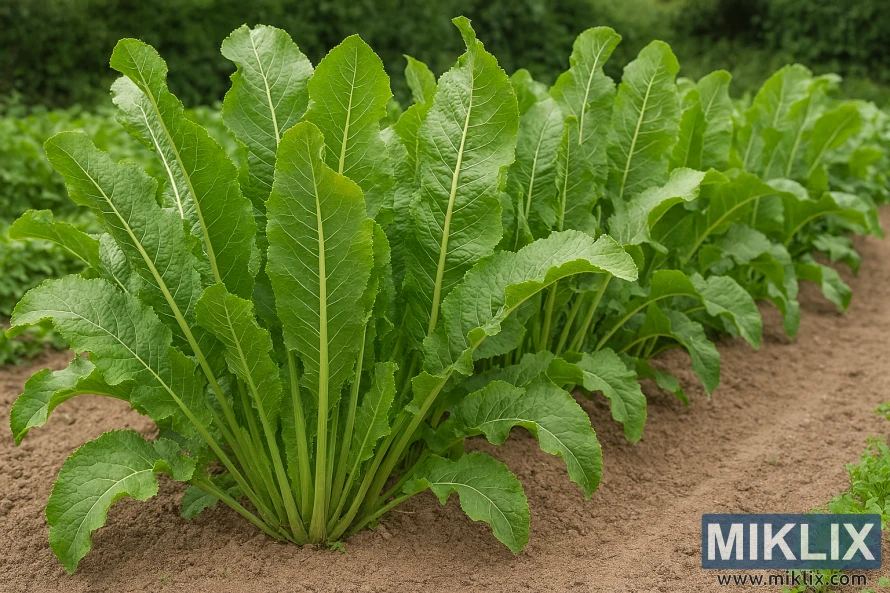 Large green horseradish leaves growing in a neat garden row