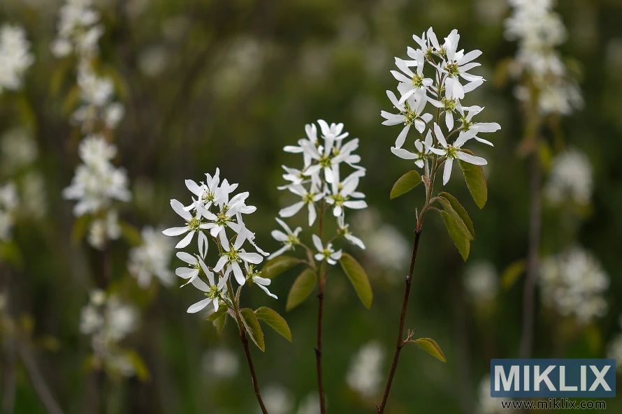 Clusters of white Canadian Serviceberry flowers blooming on slender branches in spring. Clusters of white Canadian Serviceberry flowers blooming on slender branches in spring.