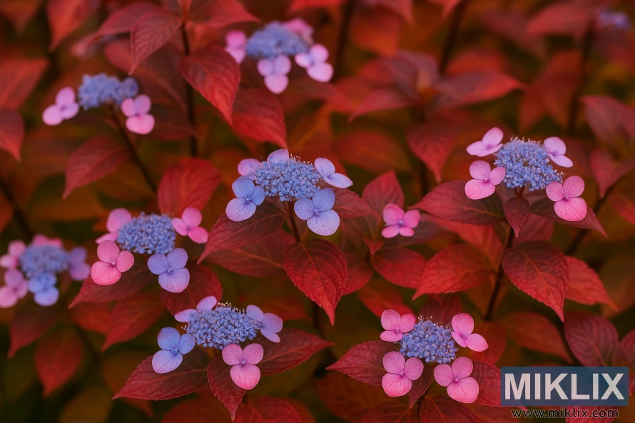 Tuff Stuff hydrangeas with pink and blue lacecap blooms above fiery red autumn foliage.
