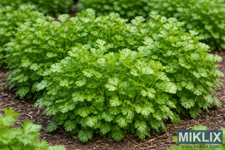 High-resolution photo of compact Calypso cilantro plants with dense, bright green leaves growing in a well-maintained garden bed.