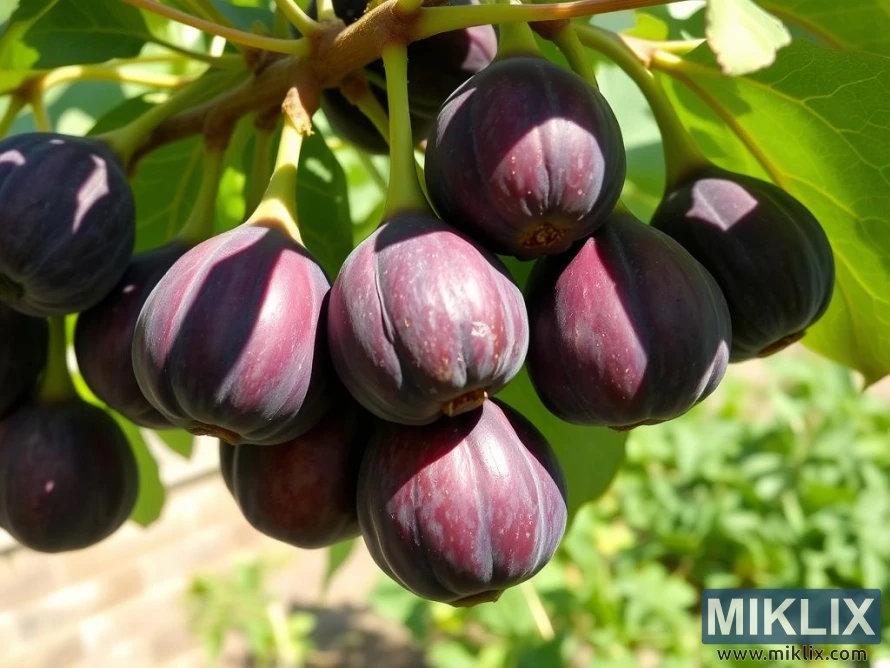 Гроздь спелых темно-фиолетовых плодов инжира висит на ветке дерева с зелеными листьями. Гроздь спелых темно-фиолетовых плодов инжира висит на ветке дерева с зелеными листьями.