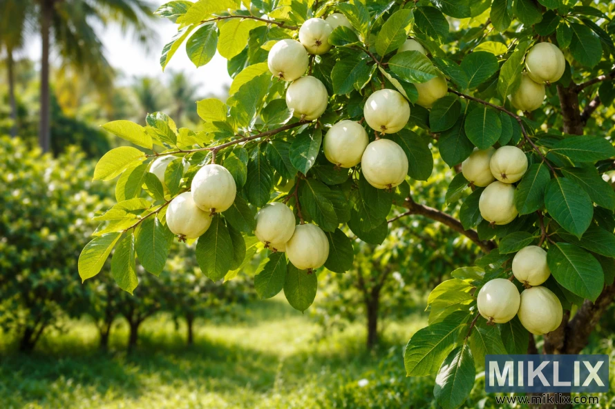 Sunlit branch of a tropical white guava tree with clusters of pale green fruits and lush leaves in an orchard