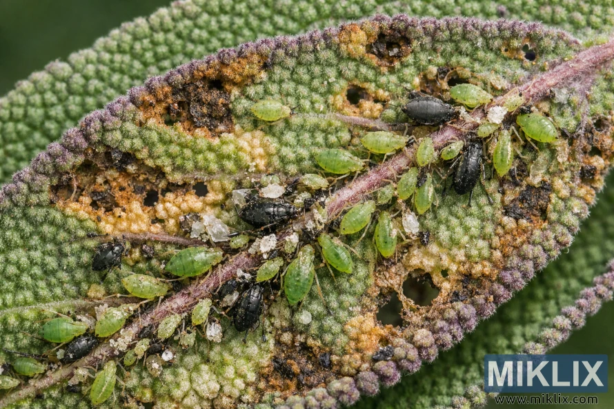 近距離微距影像顯示,綠色和黑色的蚜蟲聚集在受損的鼠尾草葉片的葉脈上,葉片出現黃化、褐色斑點和害蟲造成的組織損傷。 近距離微距影像顯示,綠色和黑色的蚜蟲聚集在受損的鼠尾草葉片的葉脈上,葉片出現黃化、褐色斑點和害蟲造成的組織損傷。
