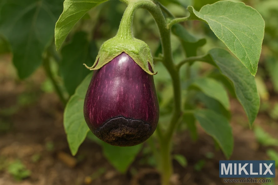 Eggplant showing dark patch from blossom end rot hanging on plant