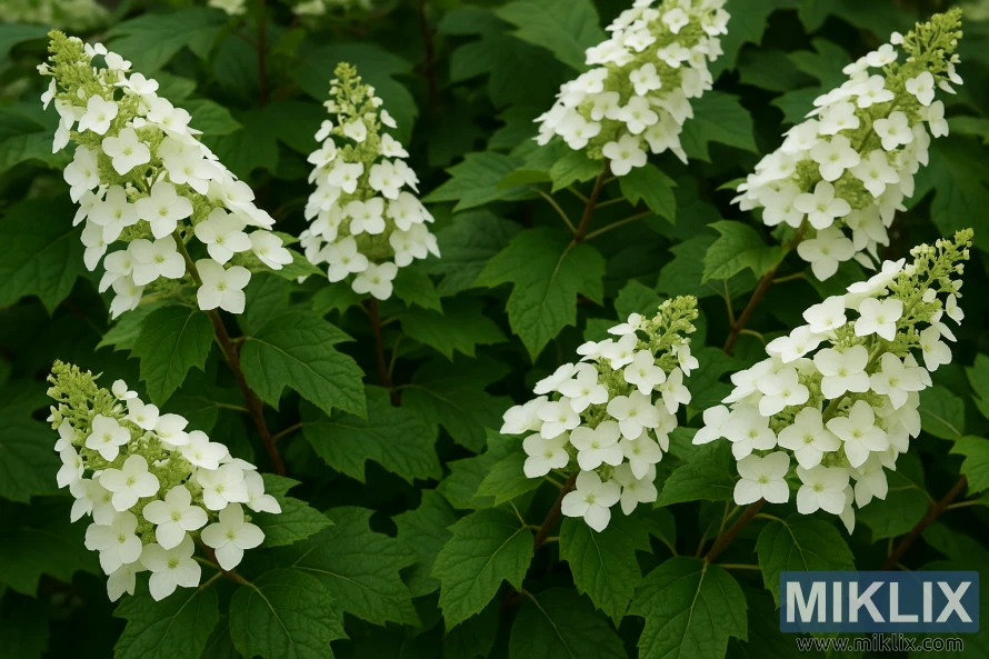 Snow Queen hydrangeas with elongated white panicle blooms above bold oak-shaped green leaves.