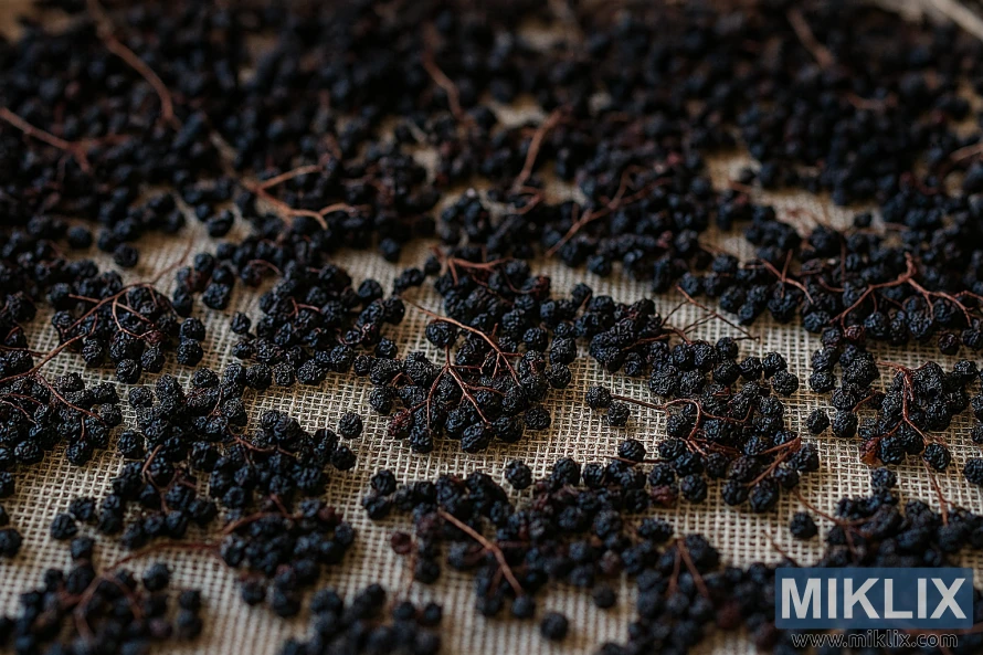 Крупный план сушеных ягод бузины, разложенных на деревянной сушилке при теплом естественном освещении. Крупный план сушеных ягод бузины, разложенных на деревянной сушилке при теплом естественном освещении.