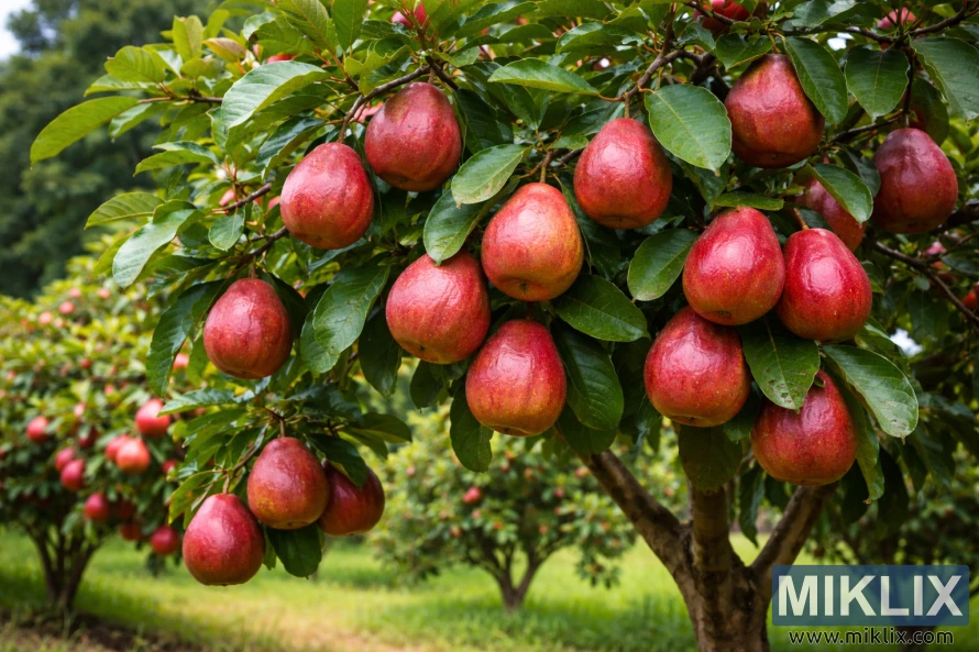 Red Malaysian guava tree with clusters of whole ripe red guavas hanging from green leafy branches in a sunny orchard