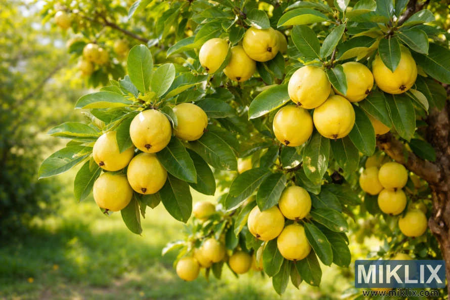 Lemon Guava tree with clusters of ripe yellow guavas hanging from green leafy branches in natural sunlight.