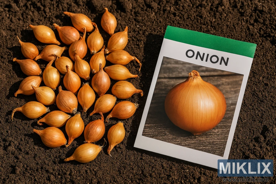 Bawang bombay berwarna keemasan diletakkan di samping sebungkus bibit bawang bombay di atas tanah yang telah dibajak berwarna gelap.