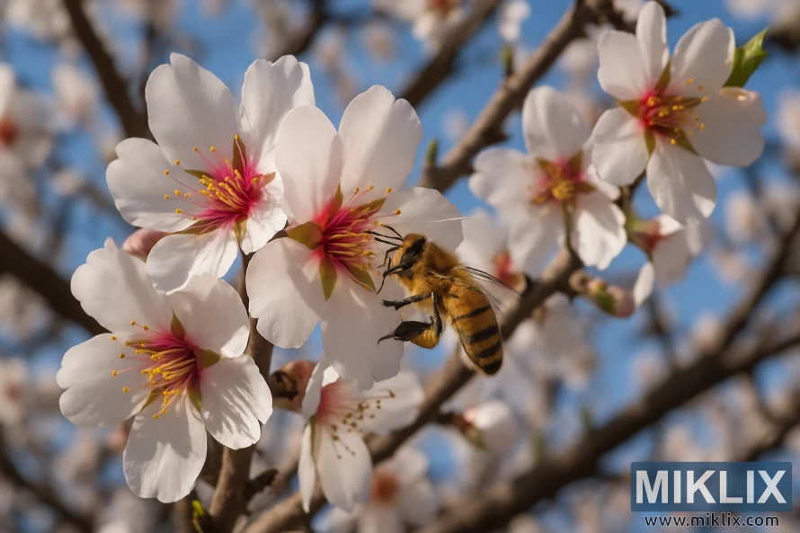 Abelhas melíferas a pairar ao lado das flores de amendoeira numa árvore em flor. Abelhas melíferas a pairar ao lado das flores de amendoeira numa árvore em flor.