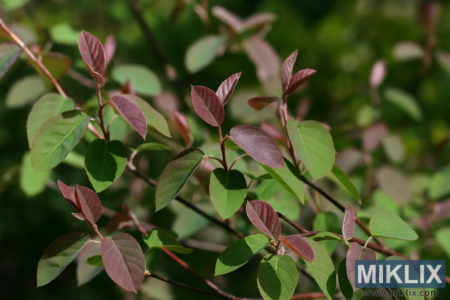 Landscape photo of Allegheny serviceberry showing smooth leaves with bronze‑purple new growth in spring. Landscape photo of Allegheny serviceberry showing smooth leaves with bronze‑purple new growth in spring.