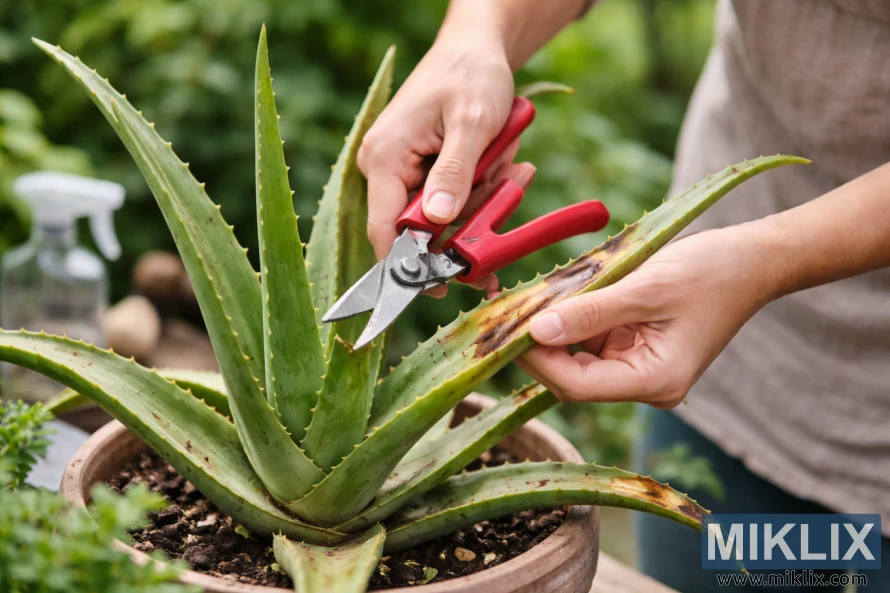 Hands using red-handled pruning shears to trim a damaged leaf from a potted aloe vera plant in a garden setting Hands using red-handled pruning shears to trim a damaged leaf from a potted aloe vera plant in a garden setting