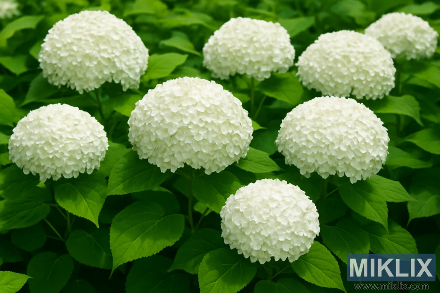 Annabelle hydrangeas with large white snowball-like blooms above lush green foliage.