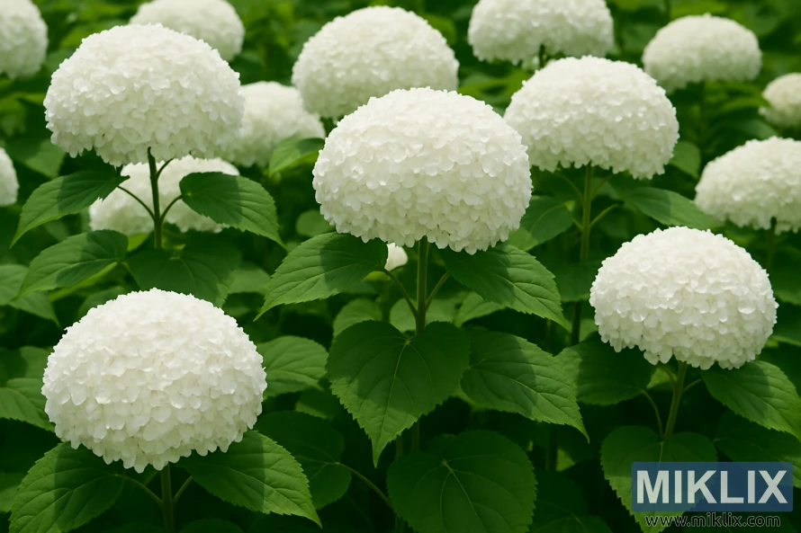 Incrediball hydrangeas with massive white snowball-like blooms on sturdy upright stems.