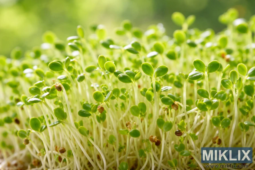 Nærbilde av friske alfalfaspirer med bleke stilker og små grønne blader som vokser tett i mykt indirekte sollys.
