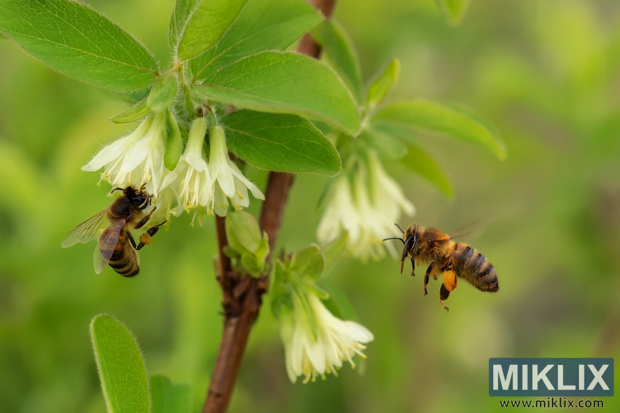 Two honey bees pollinating white honeyberry flowers on a green leafy branch. Two honey bees pollinating white honeyberry flowers on a green leafy branch.