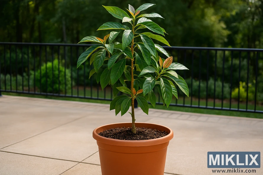 Landscape photo of a healthy avocado tree in a large terracotta-colored container on a sunlit patio with garden backdrop.