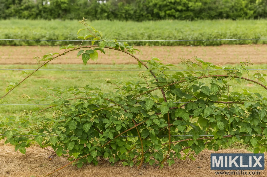 Vešlioje vasaros sode besisukanti gervuogė su ilgomis lazdelėmis, paremta medinėmis grotelėmis Vešlioje vasaros sode besisukanti gervuogė su ilgomis lazdelėmis, paremta medinėmis grotelėmis