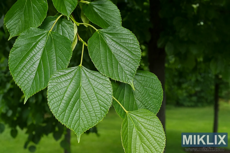 Landskapsbilde av et Redmond Lindentre med store, blanke blader som kaster skygge over en hageplen