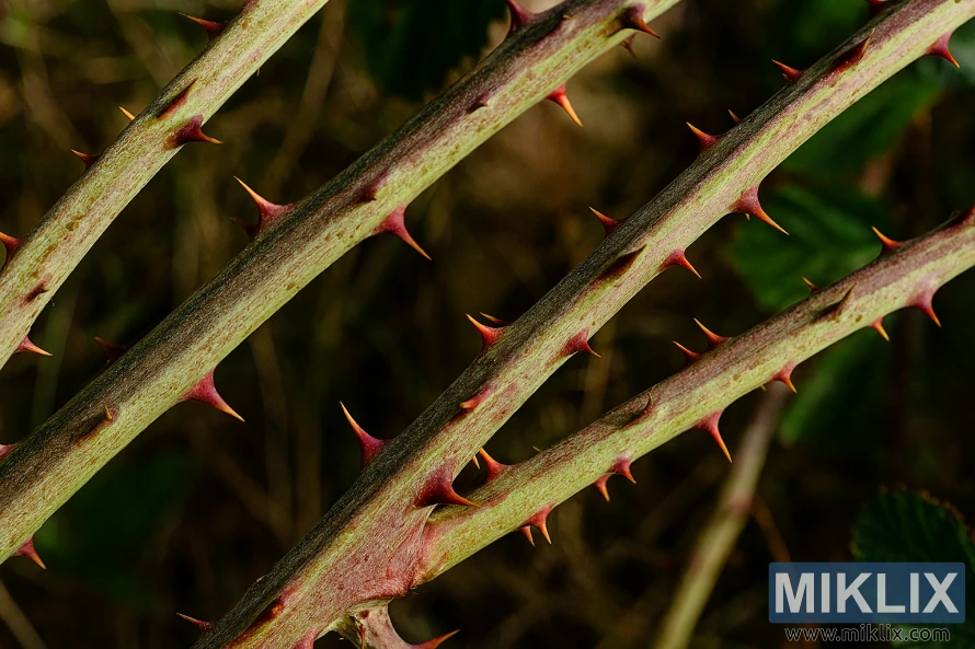 Dygliuotų gervuogių stiebų su aštriais raudonais spygliais stambus planas neryškiame žaliame fone Dygliuotų gervuogių stiebų su aštriais raudonais spygliais stambus planas neryškiame žaliame fone