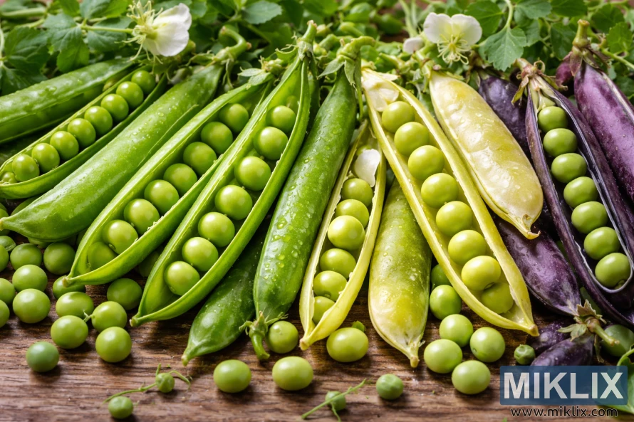 特寫鏡頭展現了綠色和紫色的豌豆莢，有些已經打開，露出新鮮的豌豆，它們與樹葉和花朵一起擺放在質樸的木質表面上。