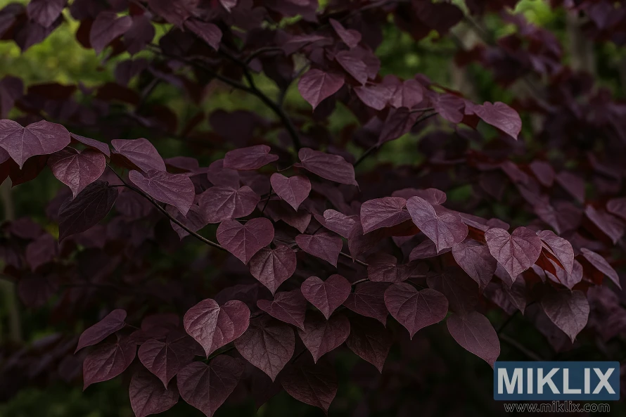 Пейзажная фотография дерева «Лесная анютины глазки» с пурпурно-бордовыми листьями в форме сердца на мягком зеленом фоне. Пейзажная фотография дерева «Лесная анютины глазки» с пурпурно-бордовыми листьями в форме сердца на мягком зеленом фоне.