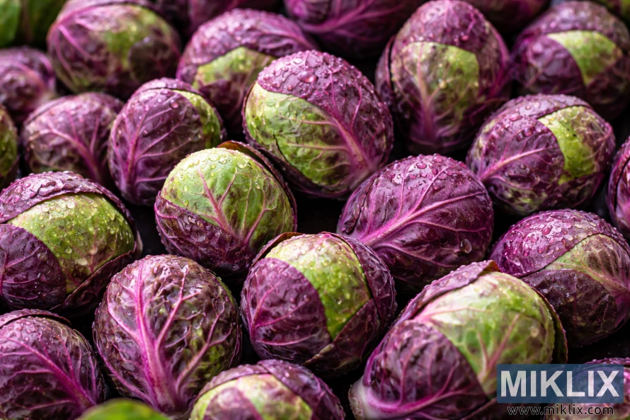 Close-up of Falstaff Brussels sprouts showing deep purple and red leaves with green highlights and water droplets.