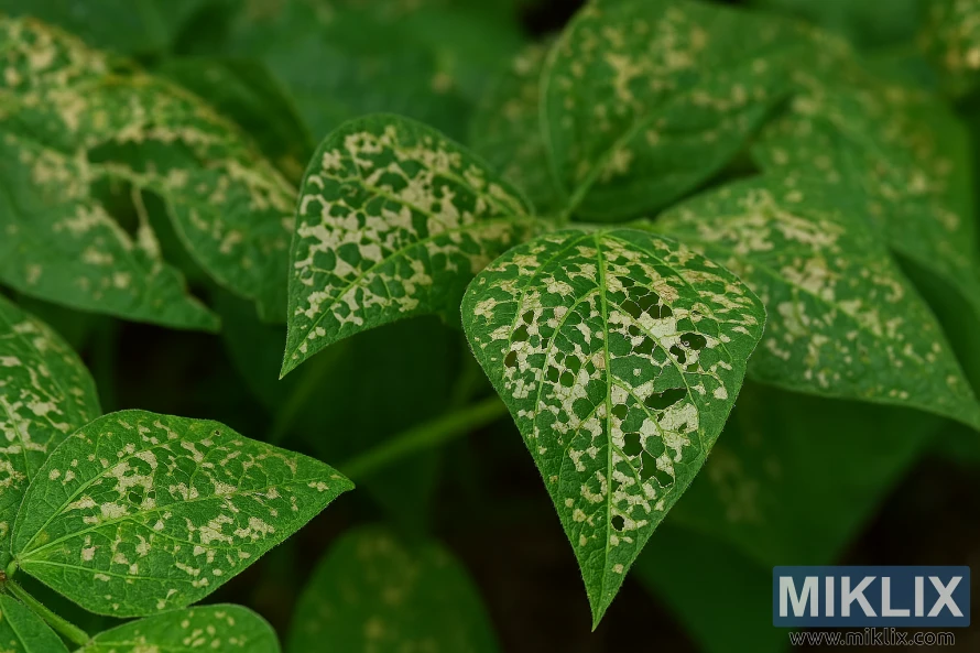 Green bean leaves showing characteristic lacy damage from Mexican bean beetles Green bean leaves showing characteristic lacy damage from Mexican bean beetles