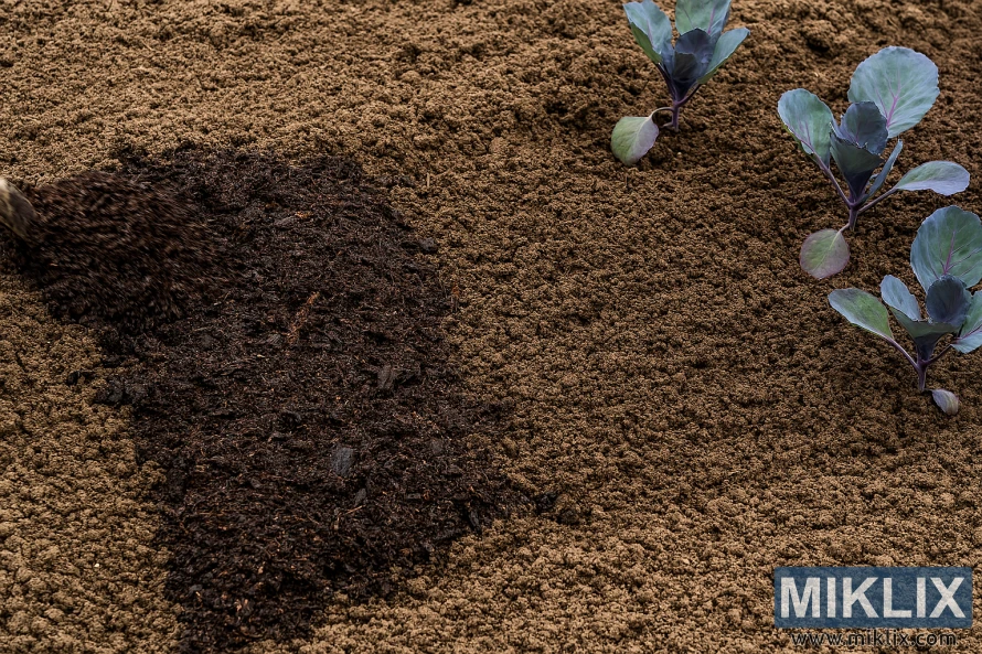 Freshly tilled garden soil with compost and young red cabbage plants