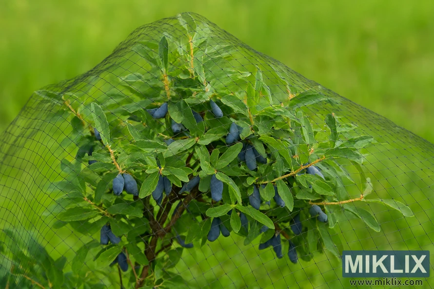Honeyberry bush covered with black bird netting to protect ripening blue fruit. Honeyberry bush covered with black bird netting to protect ripening blue fruit.