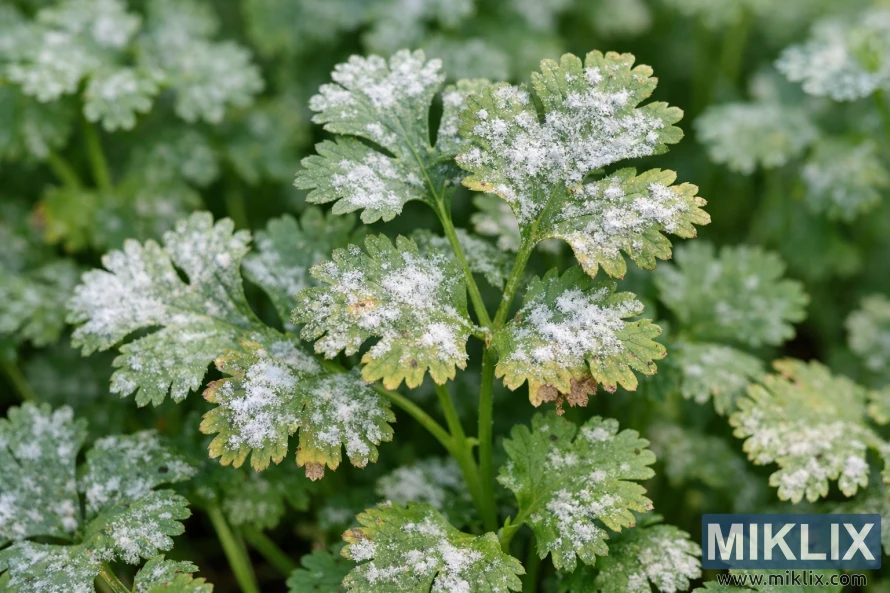 Close-up of cilantro leaves showing white powdery mildew fungal growth on green foliage