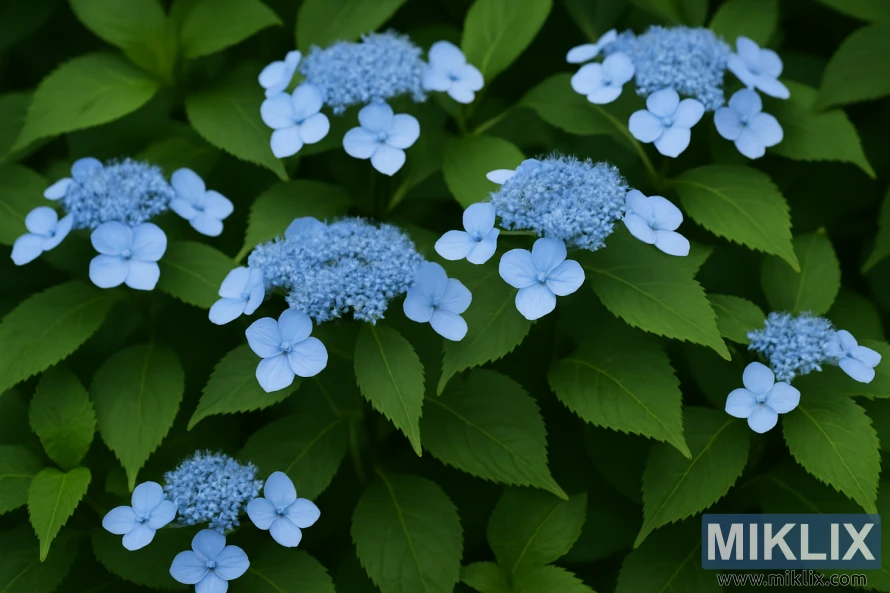 Blue Billow hydrangeas with soft blue lacecap blooms above lush green foliage.